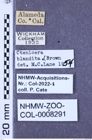 Etiketten zu Tesolasomus blanditus (Brown, 1936) (NHMW-ZOO-COL-0008291)